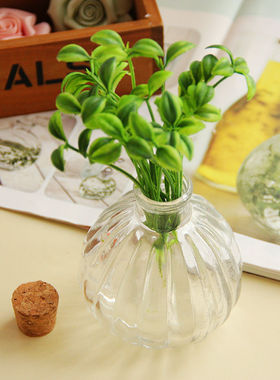 水培植物吊兰绿萝软木塞玻璃瓶