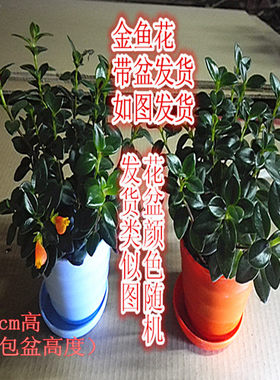 金鱼草多肉盆栽花卉吊兰