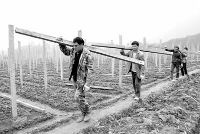 水泥立柱铁丝网水泥围栏护栏架子鸡鸭棚舍葡萄架水泥站柱大棚