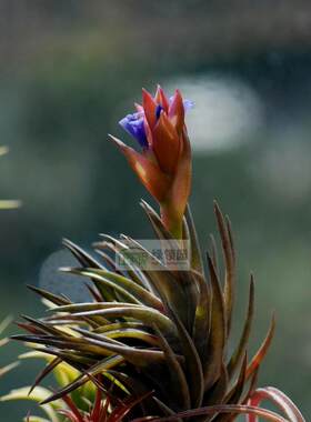 展示 空气凤梨 Tillandsia Neglecta Red Giant 红色忘记它巨型种