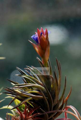 展示 空气凤梨 Tillandsia Neglecta Red Giant 红色忘记它巨型种