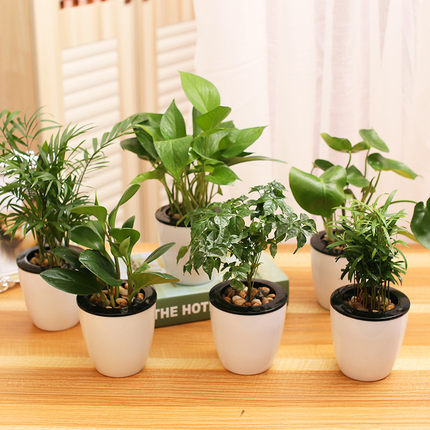 绿萝茉莉栀子花水培植物净化空气盆栽办公桌面花卉室内绿植包邮