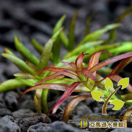 亚马逊水景馆 稀有红头爬爬熊趴趴熊水草 水中叶鱼缸造景前景草