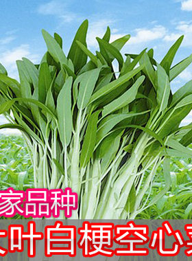 耐热生长快四季空心菜种子优良品