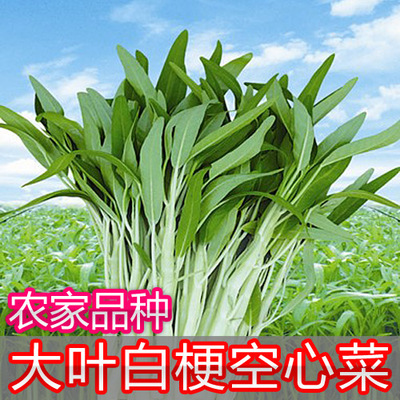 耐热生长快四季空心菜种子优良品