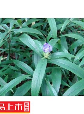 新鲜七肾红白菜头荔枝麦苗棉花