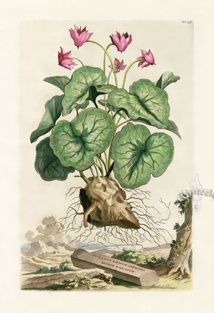 设计素材 abraham munting复古植物插画 86p