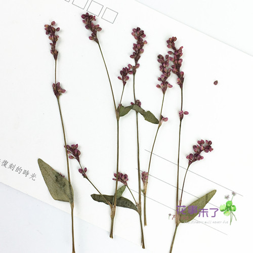 天然干花植物标本树叶树叶
