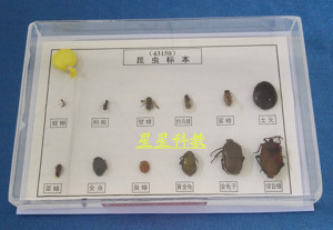 。昆虫标本 6益6害 J43150 生物标本 生物实验器材 中学教学仪器