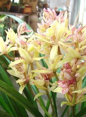 绿植建兰阳台花卉富山奇蝶包邮