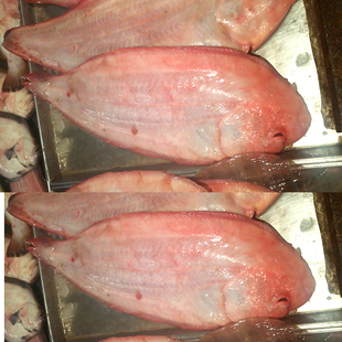 莱州新鲜野生舌头鱼 鳎米鱼 塔米鱼 平鱼 踏板鱼 龙利鱼鲜活海鱼