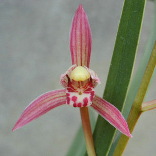 红香妃 建兰四季兰铭品新芽雪白花色粉红娇美 芳香花叶兼赏