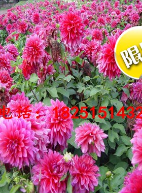 三色堇虞美人全国包邮花卉种子