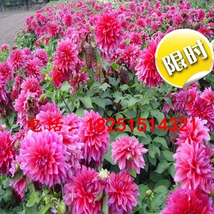 多年生耐寒花卉种子大丽花小丽花 三色堇 虞美人种子种球全国包邮