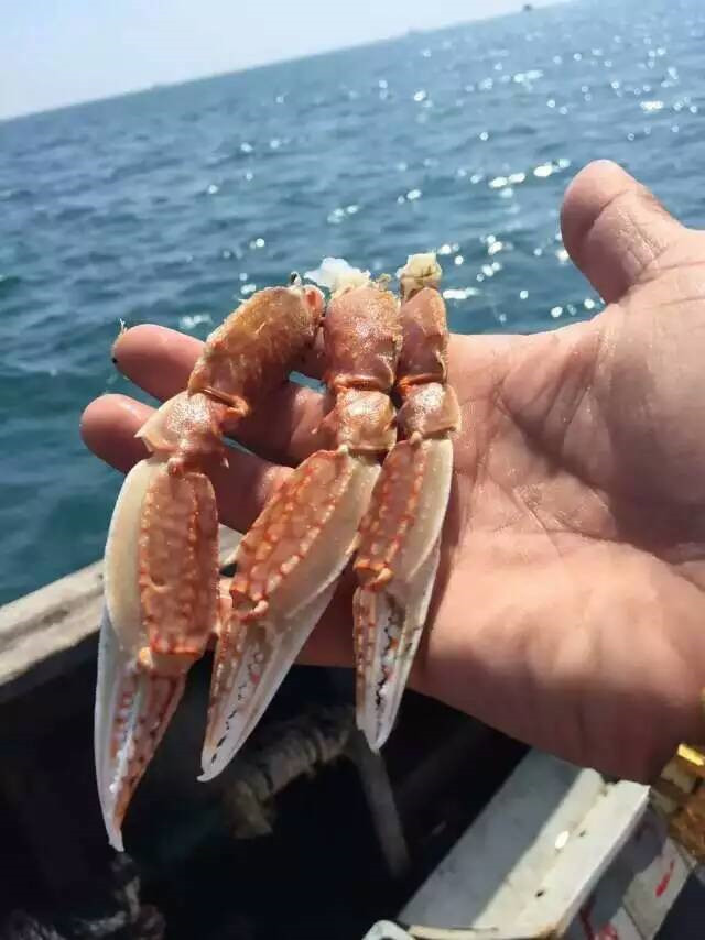 东山岛新鲜海鲜野生海捕蟹脚高蟹花蟹三眼蟹海鲜虾鱼牛龙蟹500G