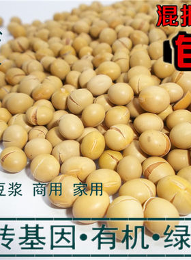 低温烘培现磨原料五谷黄豆