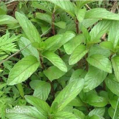荆芥五味菜香草蔬菜种子河南大叶荆芥春夏秋播野菜种子家庭盆栽