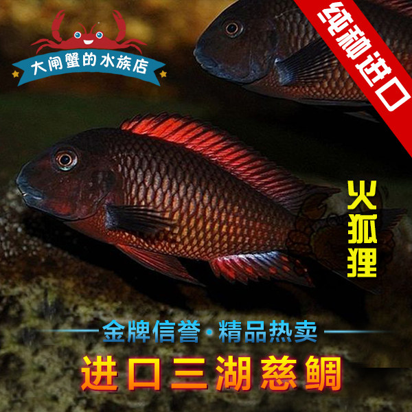 台系三湖慈鲷坦鲷热带鱼