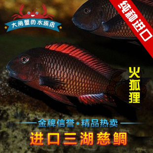 三湖慈鲷 热带鱼 坦鲷 火焰蝴蝶鱼 观赏鱼 蝴蝶鱼 台系