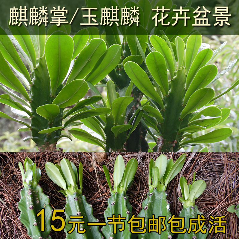 玉麒麟麒麟掌鸡冠掌多肉植物花卉盆景包邮