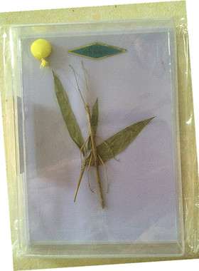 竹节虫拟态标本  J4133 幼儿早教标本竹节虫标本