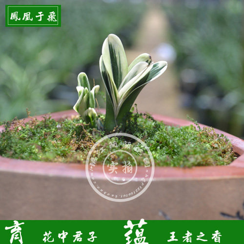 凤凰于飞超矮金边兰花桌面迷你盆栽花卉建兰花苗植物不易开花