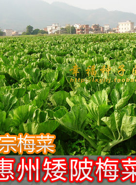 惠州贡菜抗病生长快种子