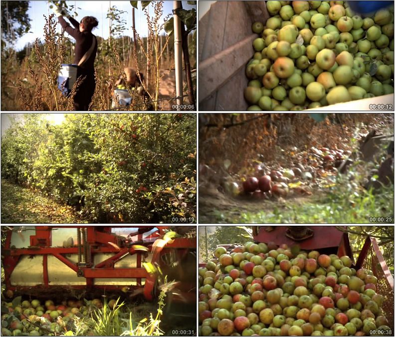 采摘苹果机械化收获苹果果园高清实拍视频素材