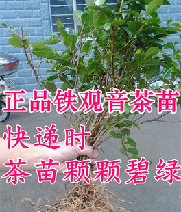 绿茶铁观音茶树苗庭院景观茶树苗盆景老茶树桩 带盆茶苗满18包邮