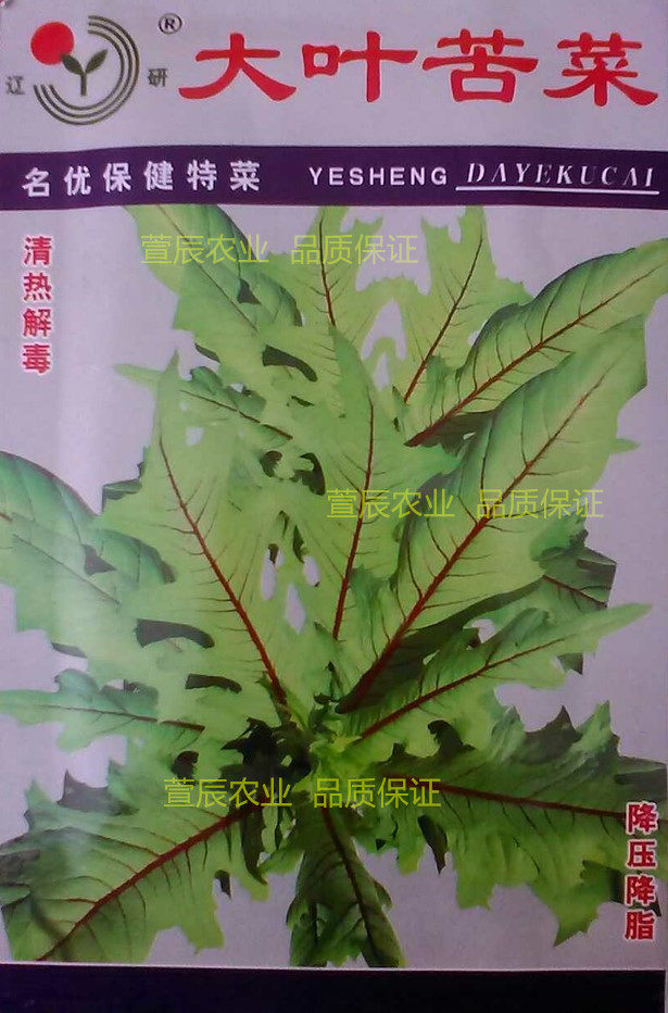 大叶苦菜种子曲麻菜种子春播野菜种子保健菜种子阳台种植低价促销