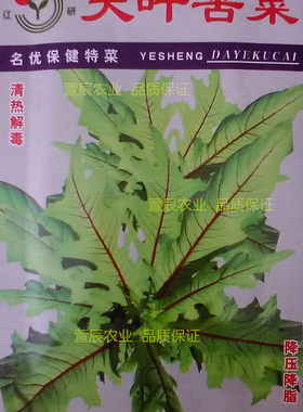 大叶苦菜种子曲麻菜种子春播野菜种子保健菜种子阳台种植低价促销