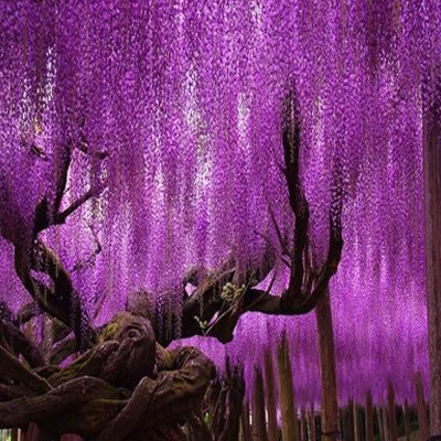 耐寒紫藤花树苗爬藤屋顶盆栽地栽庭院攀援植物可食用紫藤花园围墙