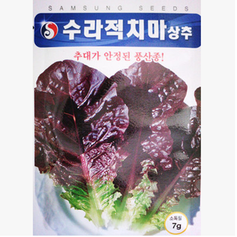 韩国种源赤裙生菜种子青裙生菜种子 叶厚基部满堂红紫色生菜