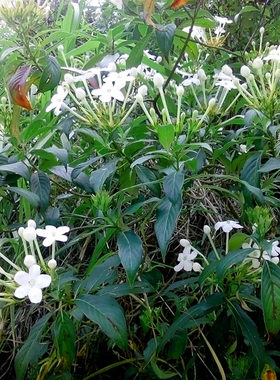 广西本土白花滇丁香稀有盆栽