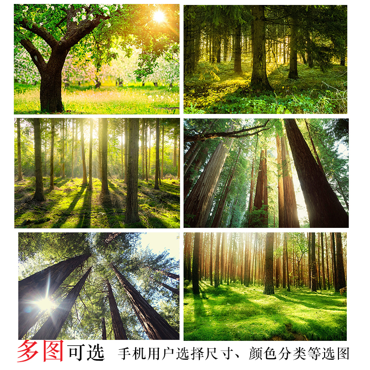 阳光穿过森林风景树木海报客厅卧室原始森林画背景装饰海报贴画图片