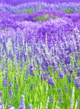 鲜花花朵海报 薰衣草向日葵郁金香花朵自然田园风景装饰画J3521C