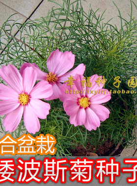 【矮波斯菊花种子】格桑花种子 波丝菊 秋英花 秋樱花 春夏秋播种
