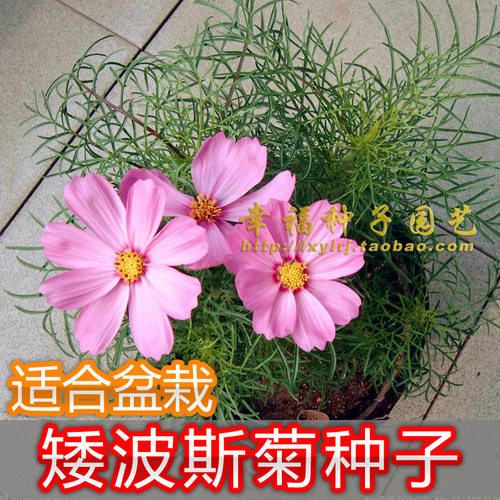 【矮波斯菊花种子】格桑花种子 波丝菊 秋英花 秋樱花 春夏秋播种