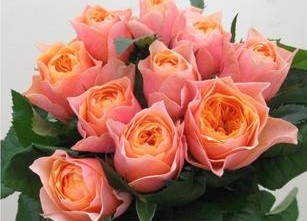 新品欧月温柔珊瑚奇才顶替