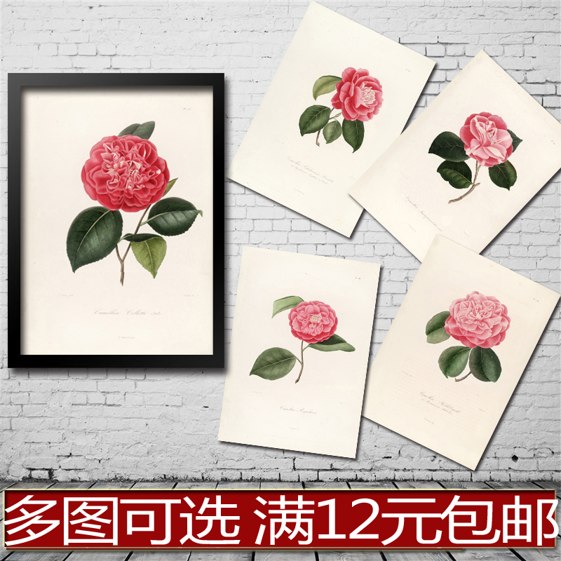 手绘 茶花植物科普 海报 客厅书房卧室 装饰画 贴画 相框有框画心图片