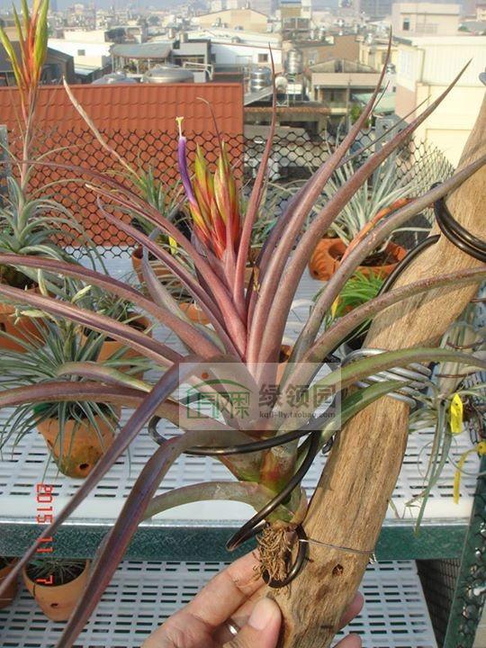 展示空气凤梨 Tillandsia Kruseana Red Form（易发色）