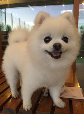白色纯种俊介博美幼犬