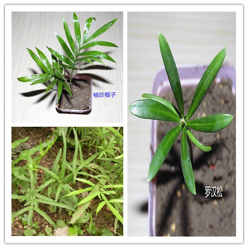 苔藓微景观背景植物材料 袖珍椰子 罗汉松室内 绿植 盆栽 凤尾蕨
