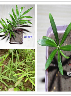 背景材料袖珍椰子绿植苔藓微景观