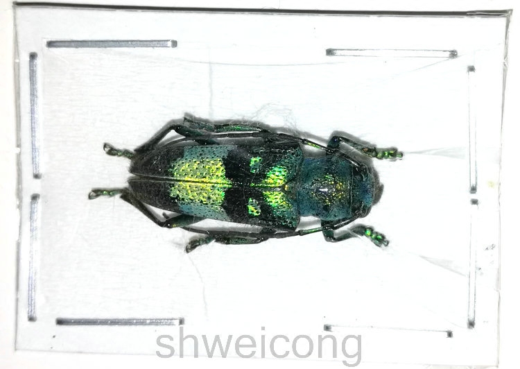 a1品质 未整姿 天牛 glenea celestis 真昆虫甲虫标本