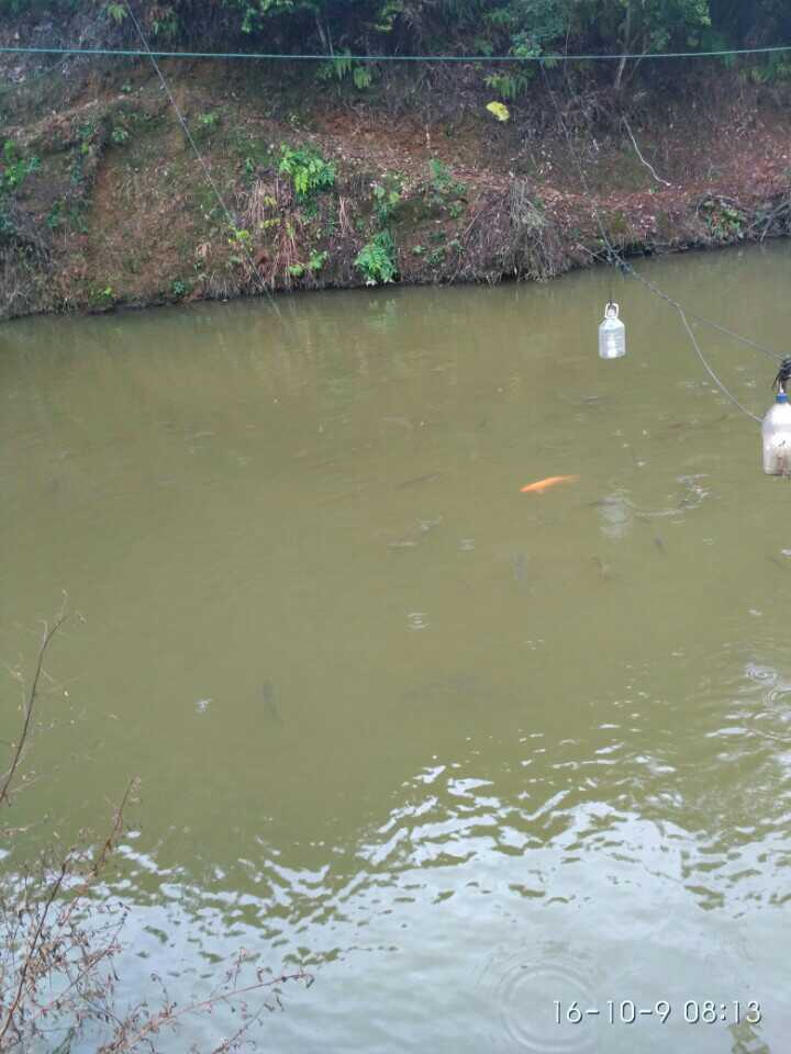 水库网箱鱼苗福建三明清流宁化永安龙岩连城明溪长汀南平厦门福州