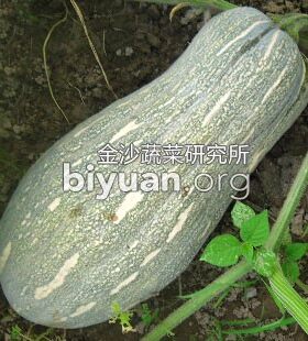 蜜本南瓜种子特别密本南瓜90天