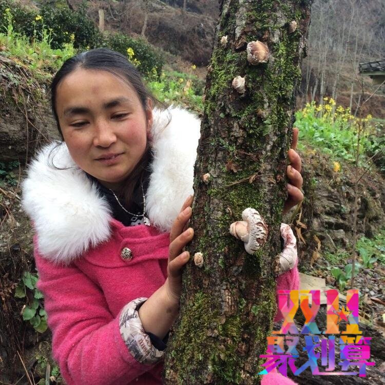 广元青川特产 椴木花菇 自采花菇 250g/件散装香菇 土特产