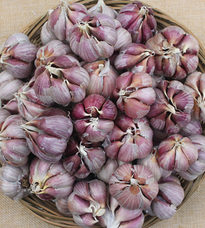 紫蒜云南紫皮大蒜农家自种新鲜紫皮大蒜 红皮蒜紫皮蒜本地大蒜5斤