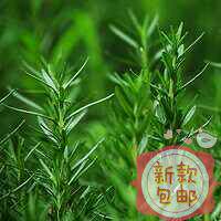 优果儿迷迭香饱和纯露500ml包邮收缩毛孔